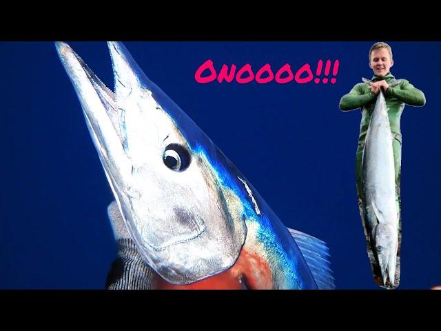 Spearfishing Ono (Wahoo) From SHORE + (CATCH AND COOK)