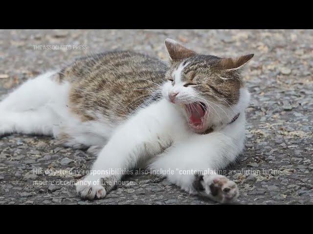 This famous cat shares doorstep with world leaders