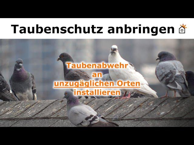 Taubenabwehr an unzugänglicher entfernter Stelle installieren