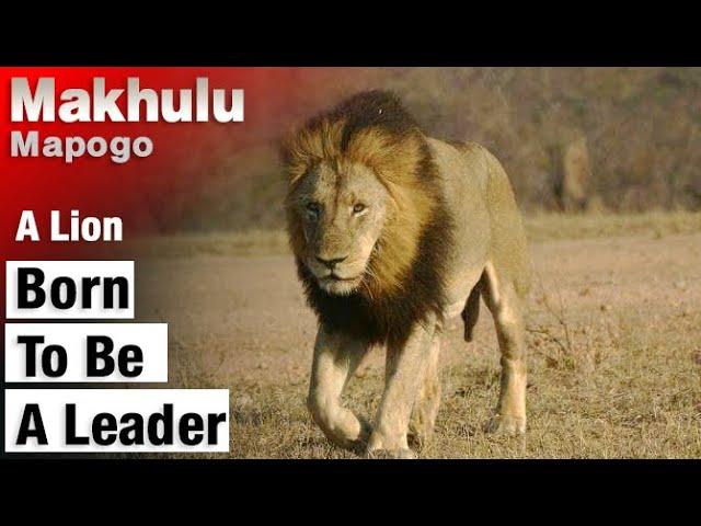 Makhulu Mapogo | The Smartest Leader of The Mapogo Lions | Lions of Sabi Sands