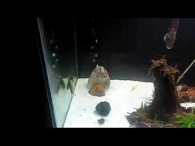 Botia kubotai or marble loaches Dancing