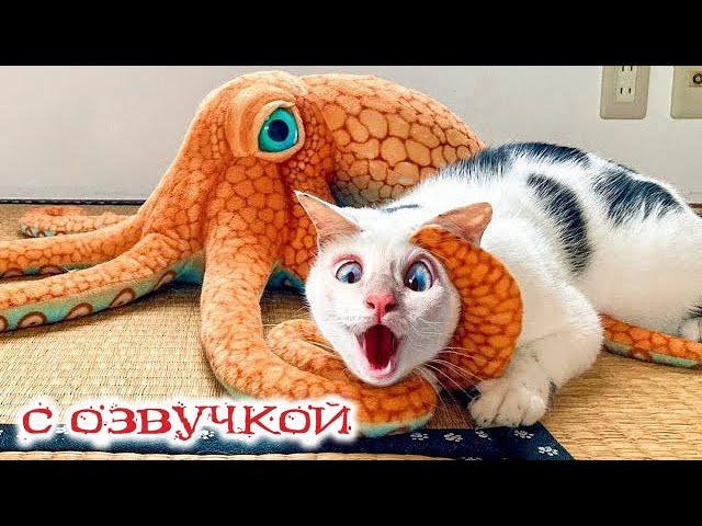 Funny Animal Videos 2024 - Funniest Dogs and Cats Videos #263