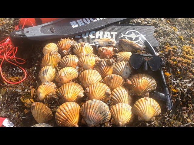 UK Spearfishing - Pro Scallop Hunting And Lobster Extractions 2023/2024 ( For My Daughter Freya )