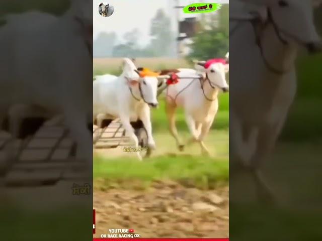 Topp Ox Race Punjab #oxrace #racing #trending #viral #shorts #shortvideo #panghaltv #oxrace #viral