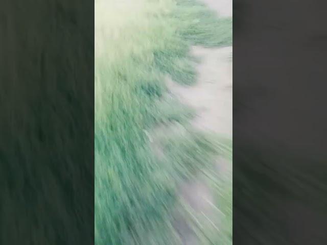 банан 1