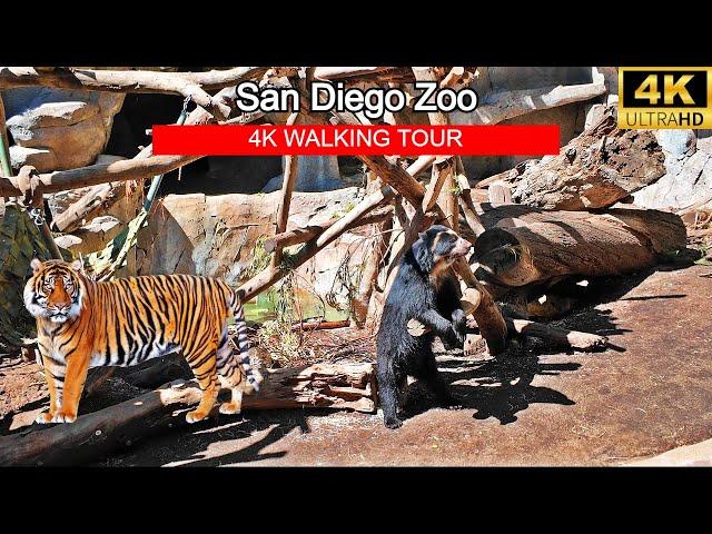 [4K] San Diego Zoo - Walking Tour | Explore One of the World's Best Zoos