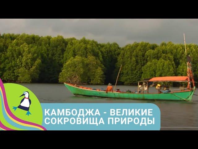 КРОЛИКИ, ЖИВУЩИЕ В СТАРИННОМ ЗАМКЕ  Камбоджа - великие сокровища природы  STARMEDIAKIDS