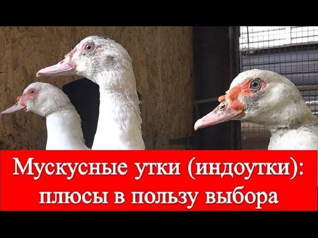 Мускусные утки (Индоутки): плюсы в пользу выбора