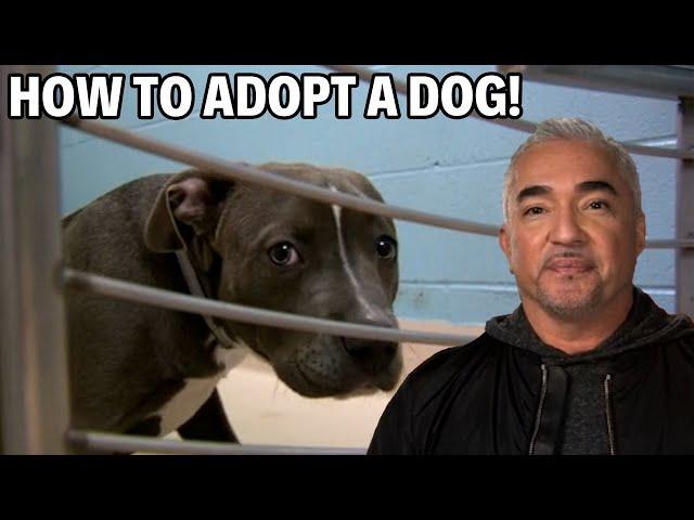 Adopting A Dog From Rescue - Dog Nation Episode 3 - Part 2