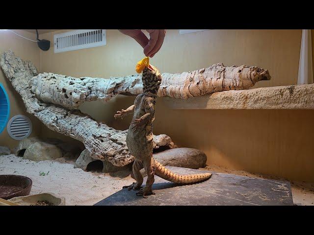 Elevages Lisard (2021) Uromastyx yemenensis adult eating flowers