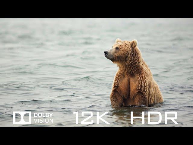 World Animal Collection In Dolby Vision 12K HDR 120fps - Relaxing Piano Music