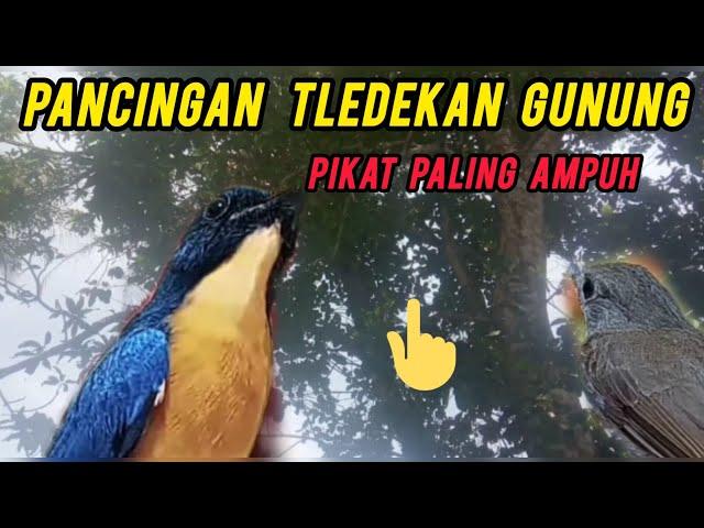 suara pikat burung tledekan gunung kombinasi burung sikatan rimba