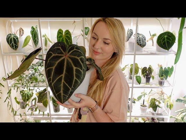 summer favs and fails (mainly hoya & anthurium) | plant collection walk thru 