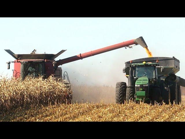 Corn Harvest 2023 | Case IH 8230 Axial-Flow  Combines Harvesting Corn | Ontario, Canada