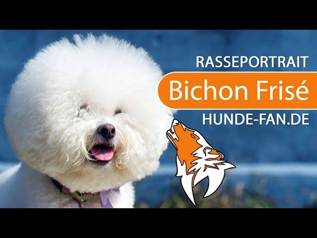 ► Bichon Frisé [2021] History, Appearance, Temperament, Training, Exercise, Care & Health