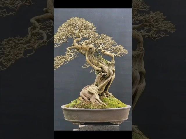 INSPIRASI BONSAI SUREALIS