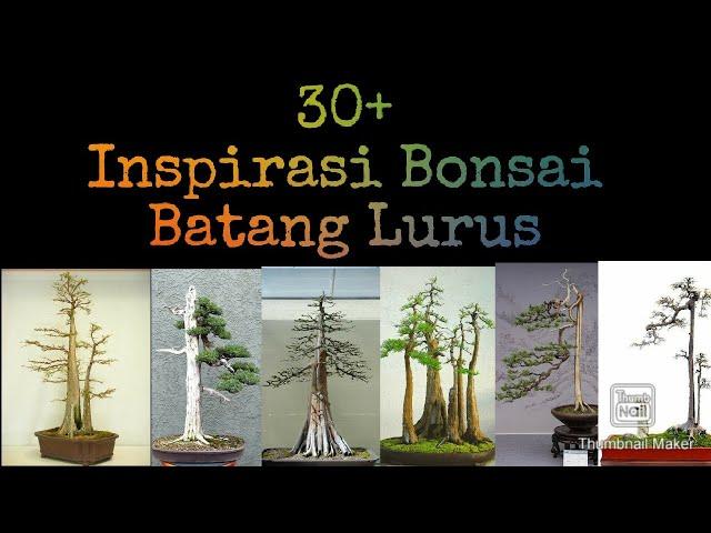 Kumpulan inspirasi bonsai batang tegak lurus || Belajar bonsai