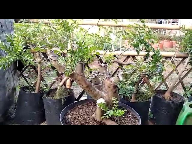 BAHAN BONSAI KALIMANTAN