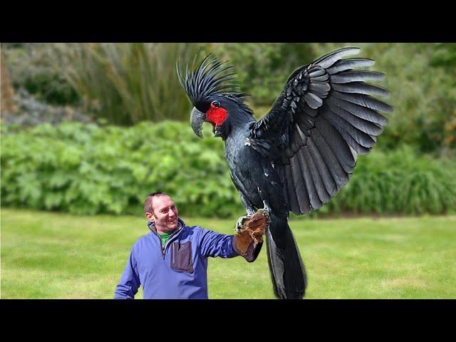 10 Most Expensive Birds in the World