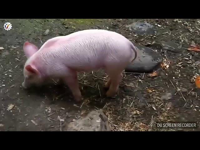 حيوانات أنقذت حياة حيوانات أخرى  أمر لايصدق.................!!