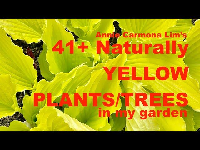 41+Yellow PLANTS/TREES  in my garden! Are you a yellow plant lover too? This video is for you!