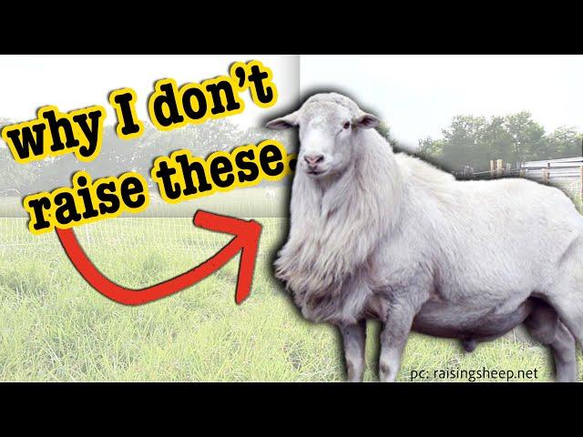 WHY I DON’T RAISE ST. CROIX SHEEP // What is the Best Meat Sheep Breed | MICRO RANCHING Dorper Sheep