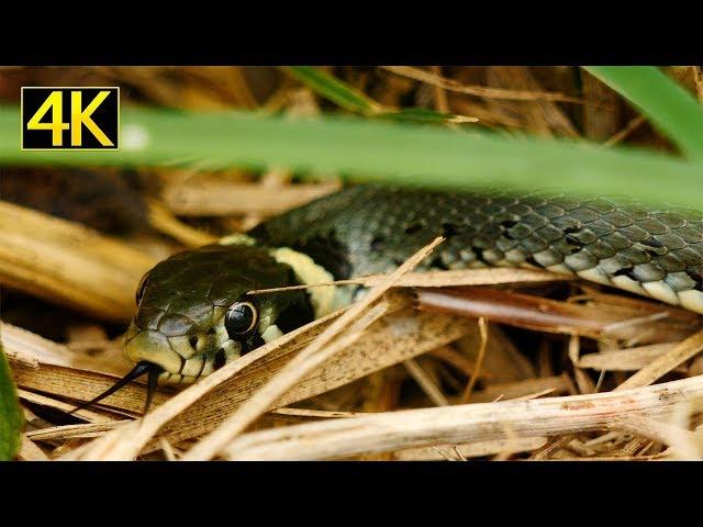 Ringelnatter (grass snake) [4K]