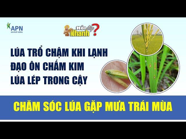 APN - CHĂM SÓC LÚA GẶP MƯA TRÁI MÙA | HỎI ĐÁP NHANH