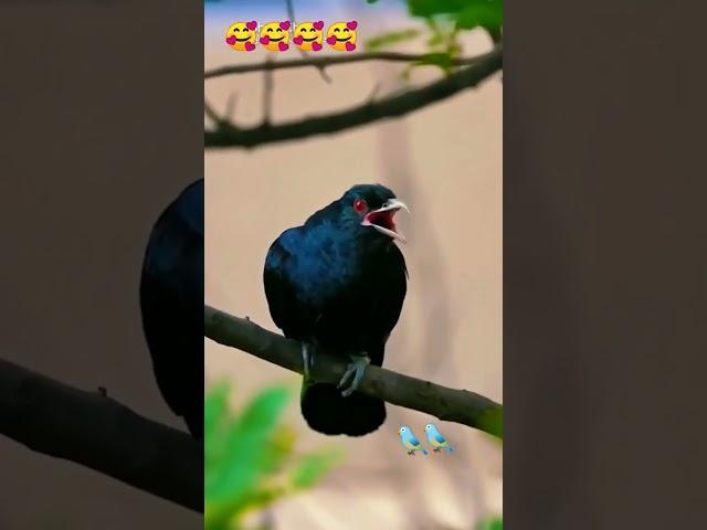 koyal voice