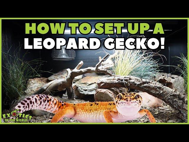 How To Set Up A Leopard Gecko Enclosure - A Step By Step Guide