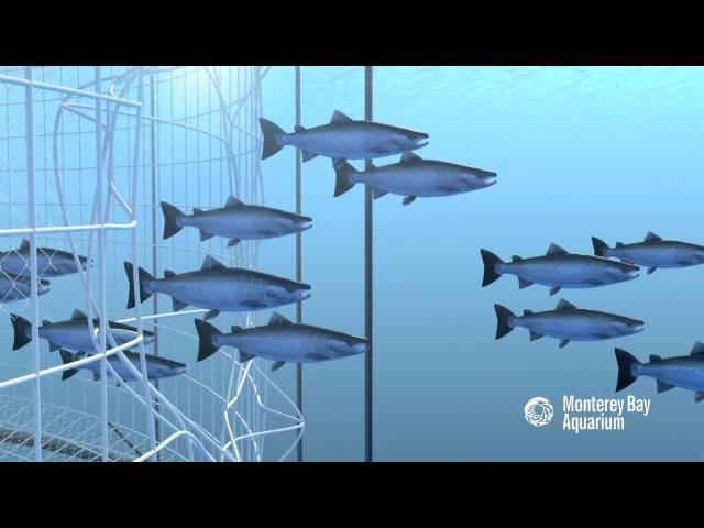 How Seafood is Farmed: Open Net Pens or Cages