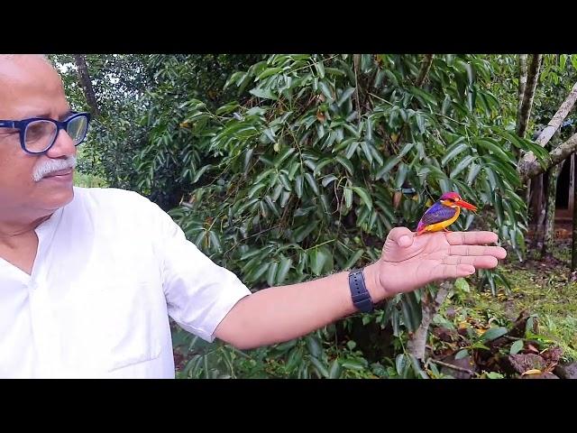 Oriental Dwarf Kingfisher