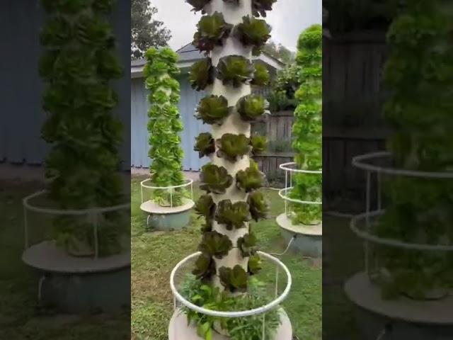 Ghost Grow 843 is the perfect EXAMPLE of a BACKYARD VERTICAL FARM  #towergarden #aeroponics