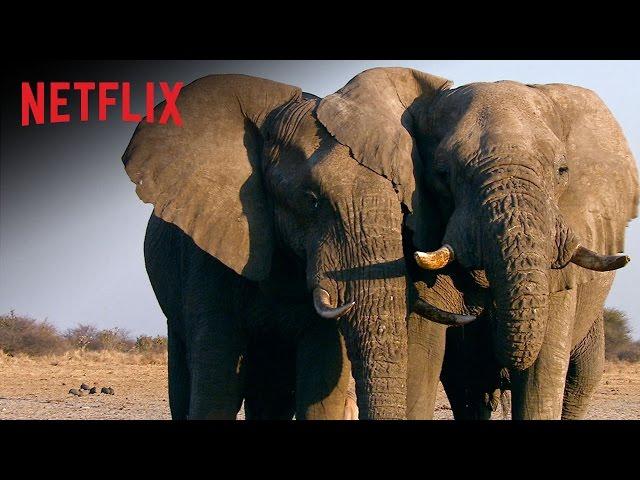 The Ivory Game - Official Trailer - Netflix Documentary [HD]