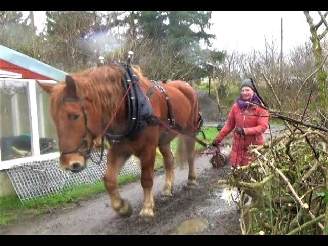 Pferdetraining fuer das Holzrücken - der erste Zug im Geschirr