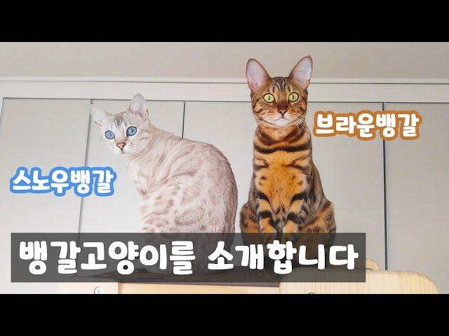 Introducing everything about the Bengal Cat