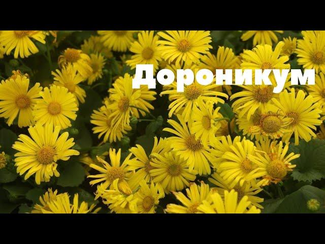 Дороникум. Неприхотливое и очень привлекательное растение.