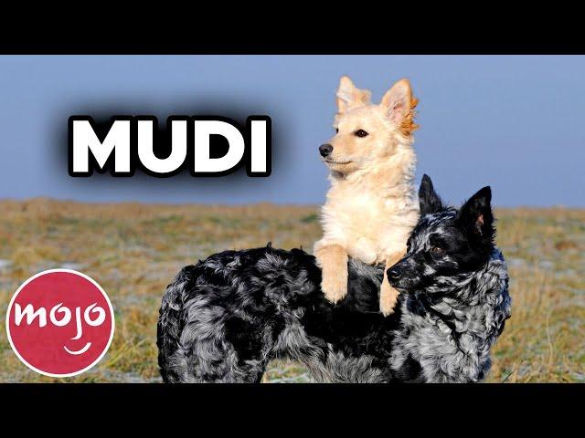 Top 10 Dog Breeds You've Never Heard Of