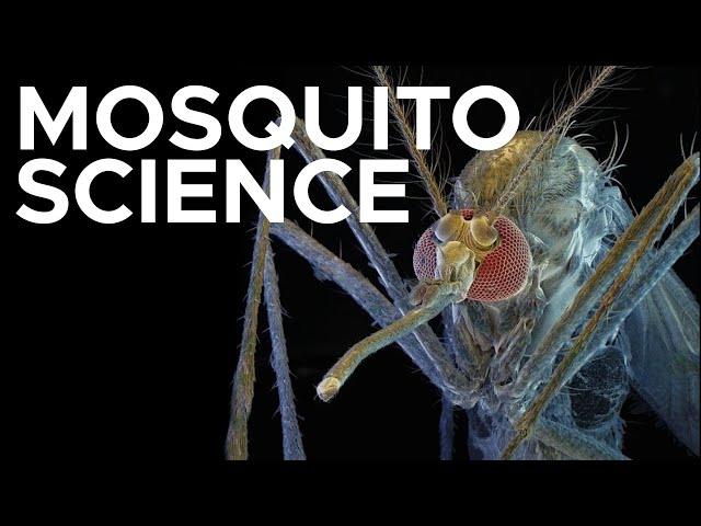 Mosquitos: Beautiful Bloodsuckers | Sci NC