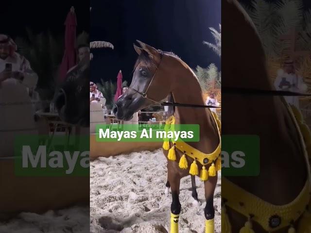 mayas Al mayas #Arabian horse ## very beautiful #$