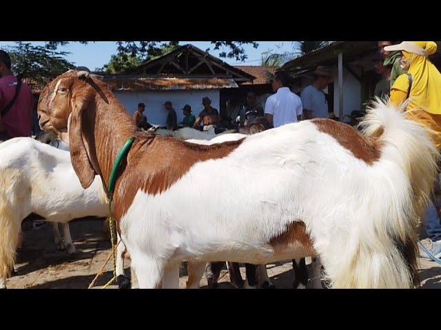 1.200 !! PE Hamil Tua Bentar Lagi Beranak Harga Murah !! Pasar Kambing Kerek