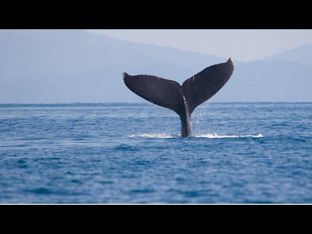 Whale watching nova scotia 2021 / whale watching bay of fundy / Can in Canada