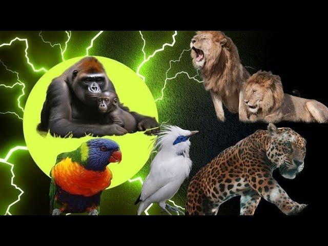 World's Most Dangerous ExtinctAnimals | Discovery Central