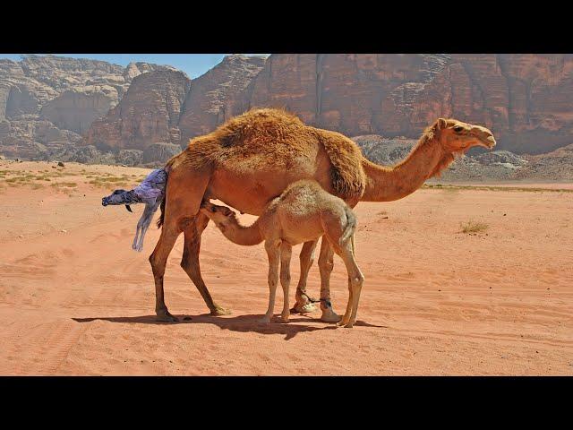 Mother Camel Giving Birth To Baby Calf In The Desert