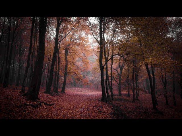 Spooky Autumn Music – Haunted Autumn Forest | Dark, Mystery