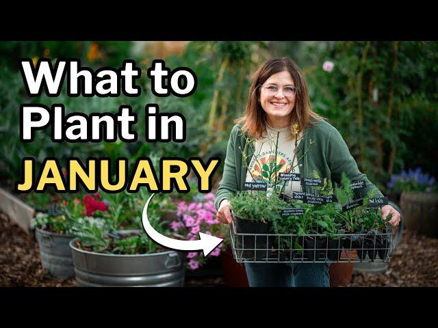 JANUARY PLANTING GUIDE: Top Veggies, Fruit Trees, Flowers & Herbs For Mild Winter Gardens