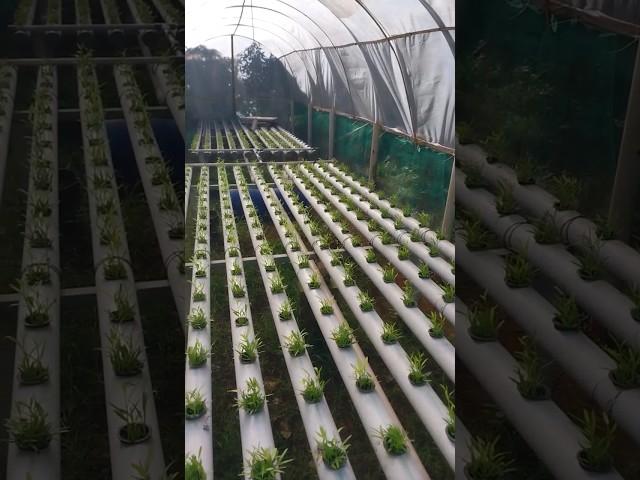 Green House Hidroponik Sederhana, Kangkung Hidroponik | Tanam 01 Juni 2023 #shorts #hidroponik