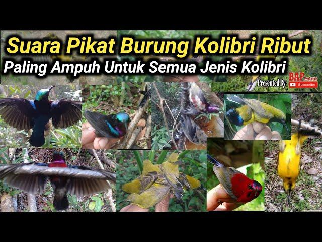 PIKAT BURUNG || SUARA PIKAT BURUNG KOLIBRI RIBUT