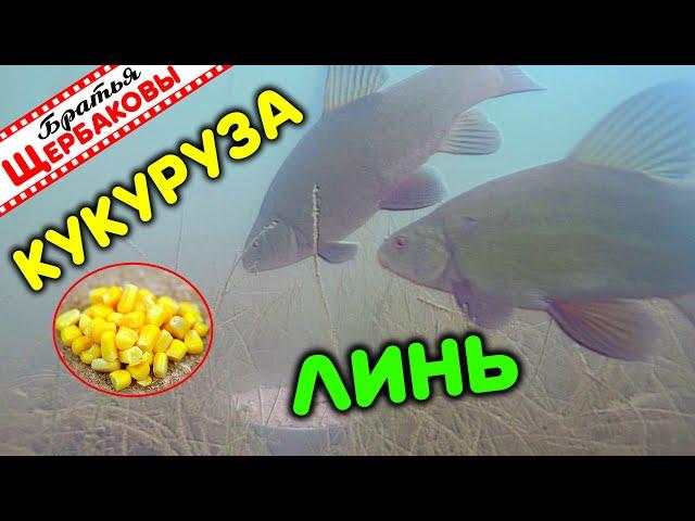 ЛИНЯ НА КУКУРУЗУ. Вот что ЛИНЯМ действительно НРАВИТСЯ!!!! Подводная съемка