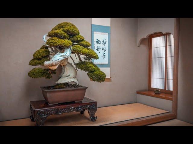 Japan's Best Bonsai Gardens in 2024